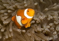 Clowning Around - Amphiprion ocellaris