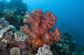 striking red Alcyonacea soft coral taken at approx 18m on a 42m deep ledge.First  close focus wide angle useing tokina 10-17 fisheye tried to select f stop for depth of feild and best shutter speed to get back ground color then 1 strobe then 2 strobe