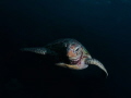 Curious green turtle checking me out 
