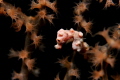 pigmy at US wreck liberty Tulamben Bali