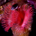 protula