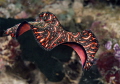 Persian Carpet Flatworm 
Bunaken,Sulawesi,Indonesia, Bunaken Island, 
Nikon D 300 S, Micro 60, 1/125 ,f 20, iso 200 in Kinetics
sea&sea YS- d1