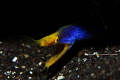 ribbon eel at Coral Garden Tulamben