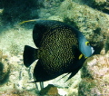 snorklin and found this fella posing.