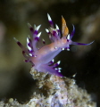 Taken at Nudi falls Lembeh Strait