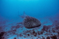 Whale Shark approaching!  This was my first photosession with a Whale Shark.  I was only give a chance for two photos as I was using a film camera and the beast swam by quickly.