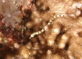 Broken-Bands Pipefish
This little fellow was a real treat to find a a pleasure to watch.