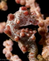 Pigmy Seahorse Lembeh.
