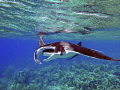 The manta went north ... and came back south...12ft of water looking into the Blue