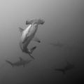Rendez-vous.
Malpelo (Colombia)
Nikon D700, Nikkor 16-35 (35), ISO 400, 1/200, f/9, INON Z-240 (2)