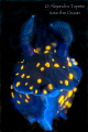 Nudibranch on Black, La Paz Mexico