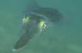 Sepioteuthis australis

You know how it goes, spur of the moment dive, borrowed tank, half the normal gas capacity, down to the last few minutes of air remaining separated from dive buddies and these guys turn up.