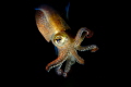 Stubby Squid