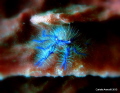 Hairy Squat Lobster
Location: Komodo, Indonesia
Camera details: Canon Powershot G12, Canon WP-DC34 Housing, Focal length 6.1mm, no strobes, no flash
Settings: f/2.8, 1/60s, ISO500