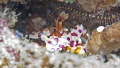 Harlequin Shrimp and Brittle Starfish. Canon XTi, 60mm macro, Ikelite housing, Ikelite D160 strobe. Manual, f8, 1/250 sec.