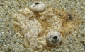 Juvenile Xenocephalus australiensis