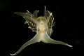 Head on Nudi