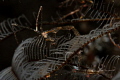 skeleton shrimp