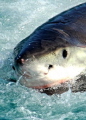 Great White shark makes off with decoy