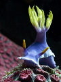 Chromodoris bullocki 
Bunaken Island, Sulawesi,Indonesia, 
Nikon D 300 S, Micro 60, 1/320 ,f 6,3, iso 200
