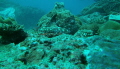 Common Octopus