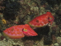 Colourful cuttle babies!