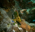 Leaf fish