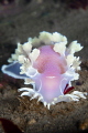 Diamondback Nudibranch