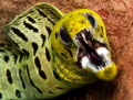 Fimbriated Moray hiding in a Barrel Sponge taken while scuba diving the Phi Phi Islands Marine National Park!