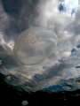Stormy jelly