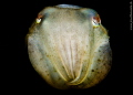 cuttle fish
