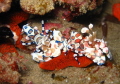 Halequin Shrimp enjoying a starfish snack