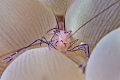 welcome, please come closer ...

NIKON D7000 in a Seacam 