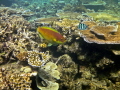 Beautiful fish and coral Great Barrier Reef, Cairns, Australia