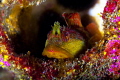 Who says Washington State diving is not colorful :-)