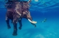 This is Rajan, the probably most famous Elephant on this planet. He is a retired movie star and working elephant but for some extra bananas he still does the model job from time to time ;-)