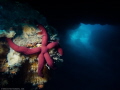 Sea Star Home