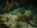 Parrotfish on a night dive at the Salt Pier in Bonaire