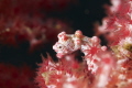 hippocampus pigmy seahorse , Lembeh, Sulawesi