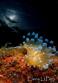 Small nudibranch with sunlight