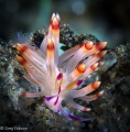 Beautiful flavelina in Komodo.