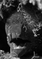 Murena Helena at 