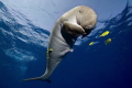 Happy Moment - in the Red Sea with a Dugong south of Port Gahlib.