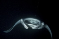 This week we had 3 evenings with manta rays feeding in the light behind Ari Queen.