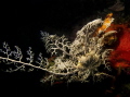Shot in Hermanus, South Africa. Hakskeen reef
