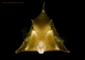 box fish