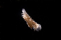 Floating Nudibrach. Shot in Hermanus South Africa
