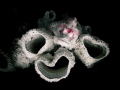 White Bearded Scorpionfish trying to blend, Lembongan Indonesia. Canon g12