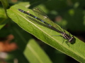 Damselfly (3 of 4):
Now ready to fly and ...
(Coenagrium pulchellum)