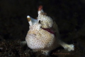 Clown frogfish portrait